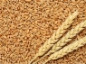 Класифікація пшениці